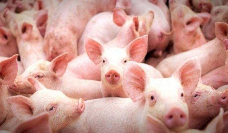 Suinocultura também se beneficiará com o status de área livre de aftosa em MS