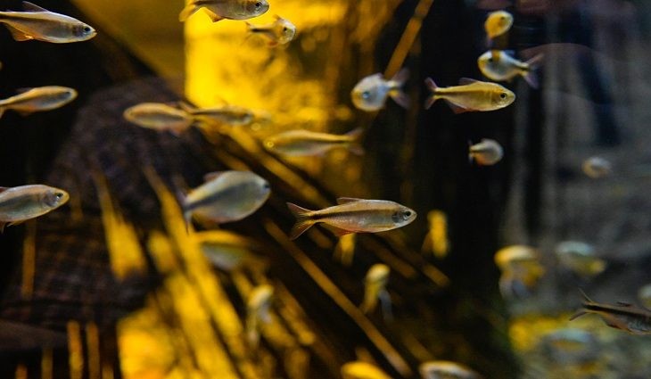 Bioparque Pantanal tem reprodução inédita de espécie descoberta em MS