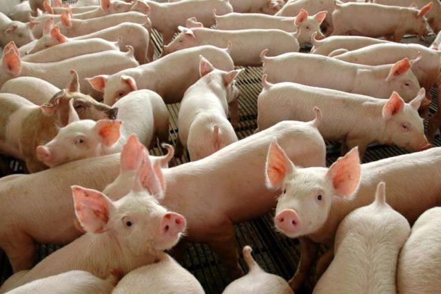 Governo federal aprova medida de auxílio para suinocultores