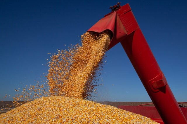 Com alta na área de milho, safra de grãos pode crescer 6,4%