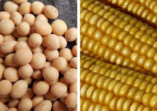 Estudo mostra que é preciso até 27 sacas a mais de milho neste ano para pagar custo de hectare