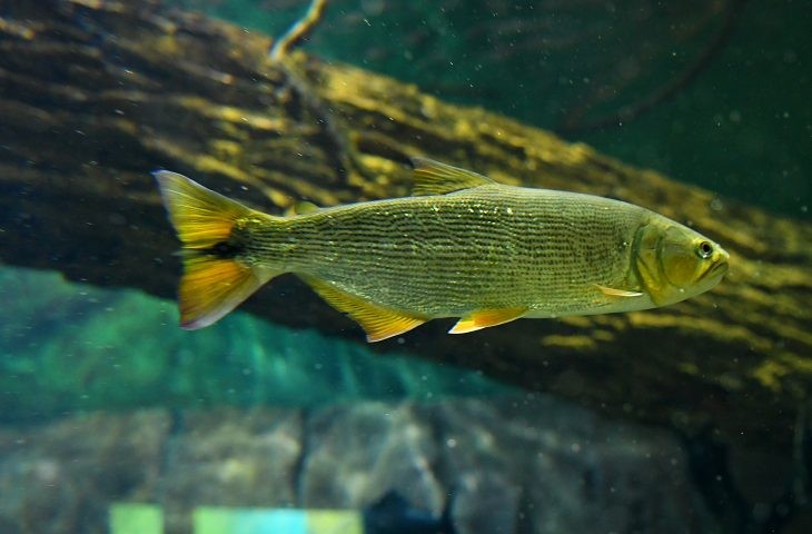 Reprodução de peixes no Bioparque Pantanal poderá repovoar rios no futuro