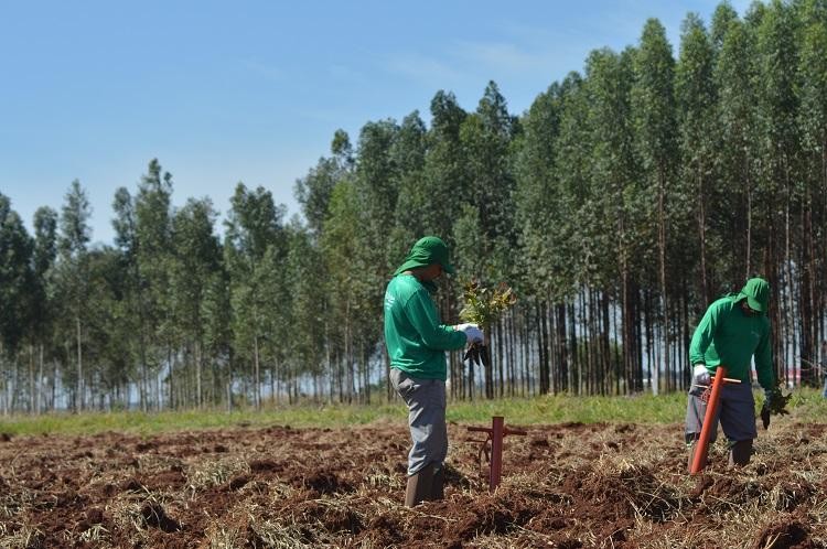 Setor Florestal gerou aumento de novos empregos no 1º trimestre de 2022 em MS
