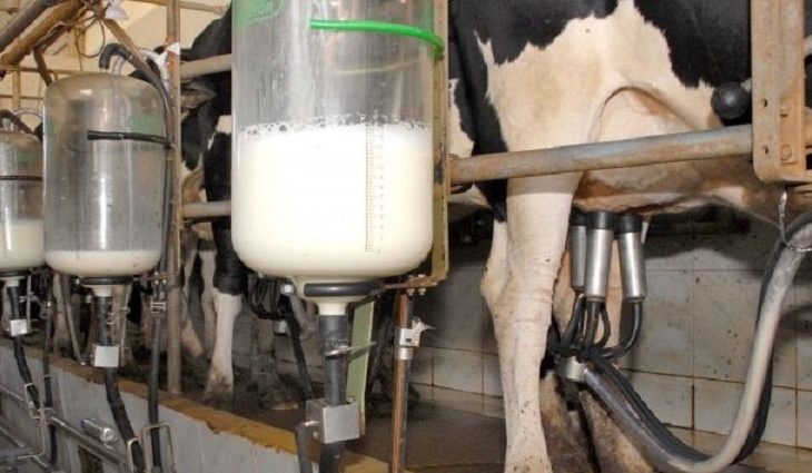 Dia Mundial do Leite: Governo incentiva atividade que reúne 20 mil produtores