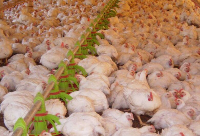 Estudo vai monitorar bactérias multirresistentes na cadeia produtiva do frango
