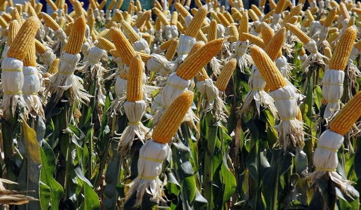 Estado deve ter safrinha recorde de milho com alta de 80,9% na produção
