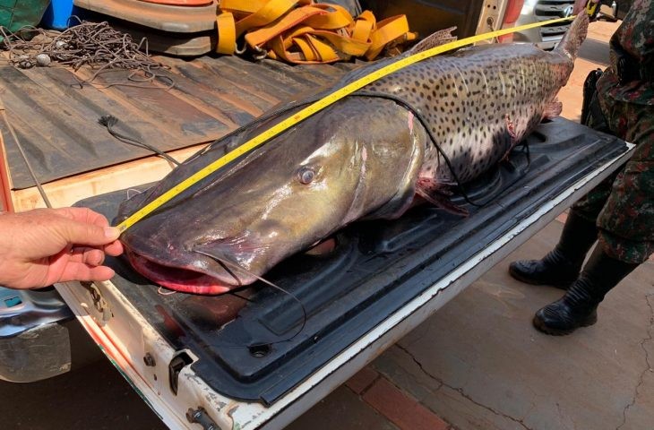 Ministério do Meio Ambiente inclui pintado em lista de peixes ameaçados de extinção