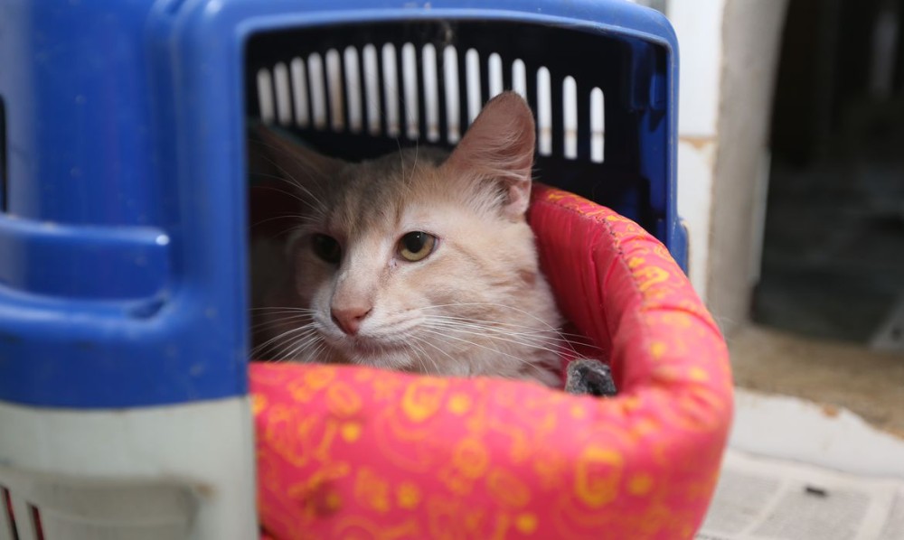 Seminário sobre combate a maus-tratos de cães e gatos é amanhã