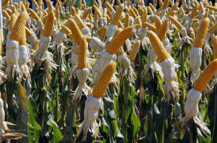 Renda agropecuária do Estado deverá ficar em R$ 76,2 bilhões no ano