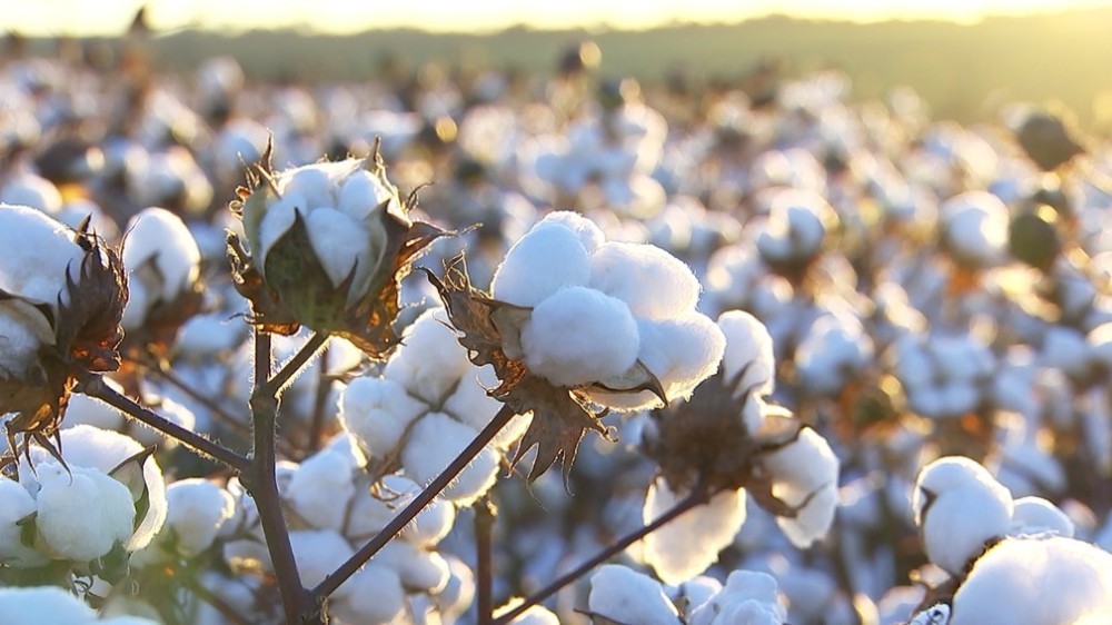 Algodão: missão visita países da Ásia para promover pluma do Brasil