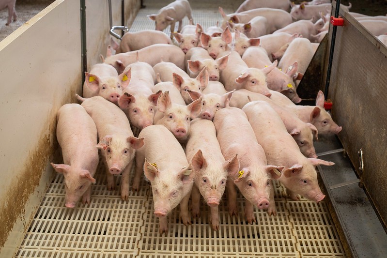 Carne suína: exportações alcançam 89,3 mil toneladas em maio, queda de 12,4%