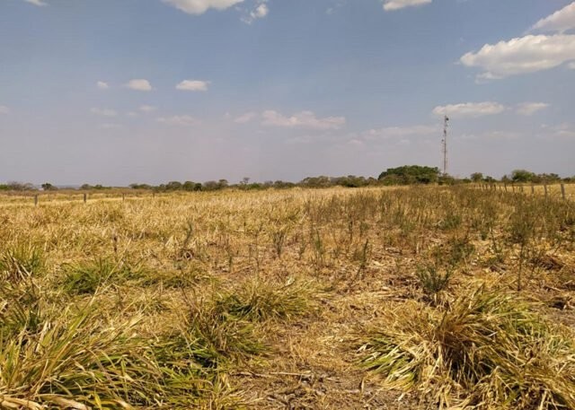 Consórcio reduz em cerca de 70% a infestação de plantas daninhas