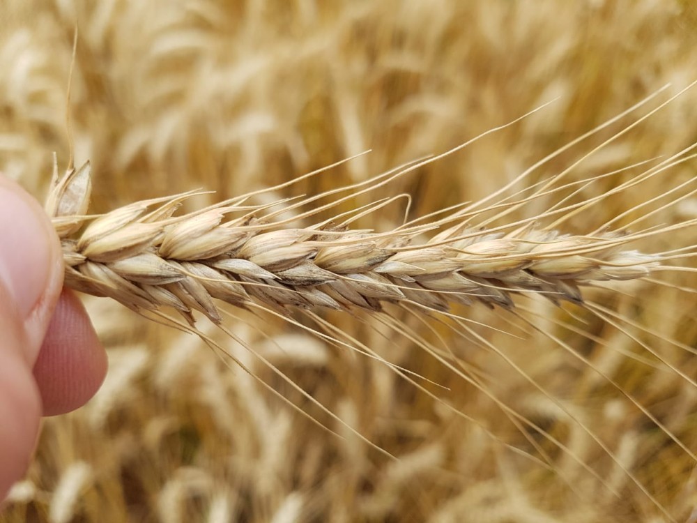 CNA apresenta potencial para produção de trigo no Brasil