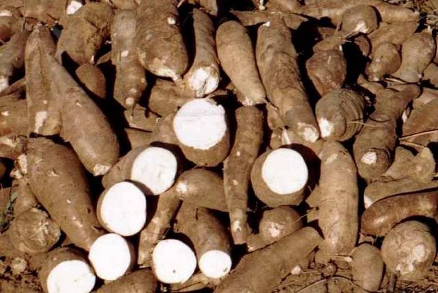 Cientistas usam espécies silvestres no melhoramento da mandioca