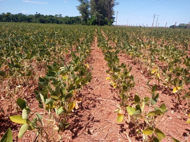 MP que libera R$ 1,2 bi a agricultores atingidos pela seca está na pauta do Senado