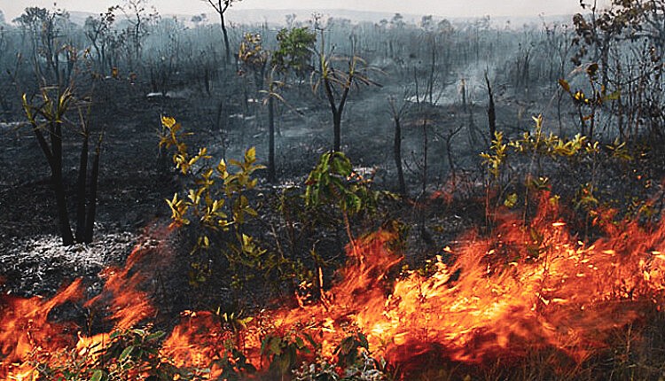 Força Nacional combaterá incêndios florestais e queimadas no Amazonas