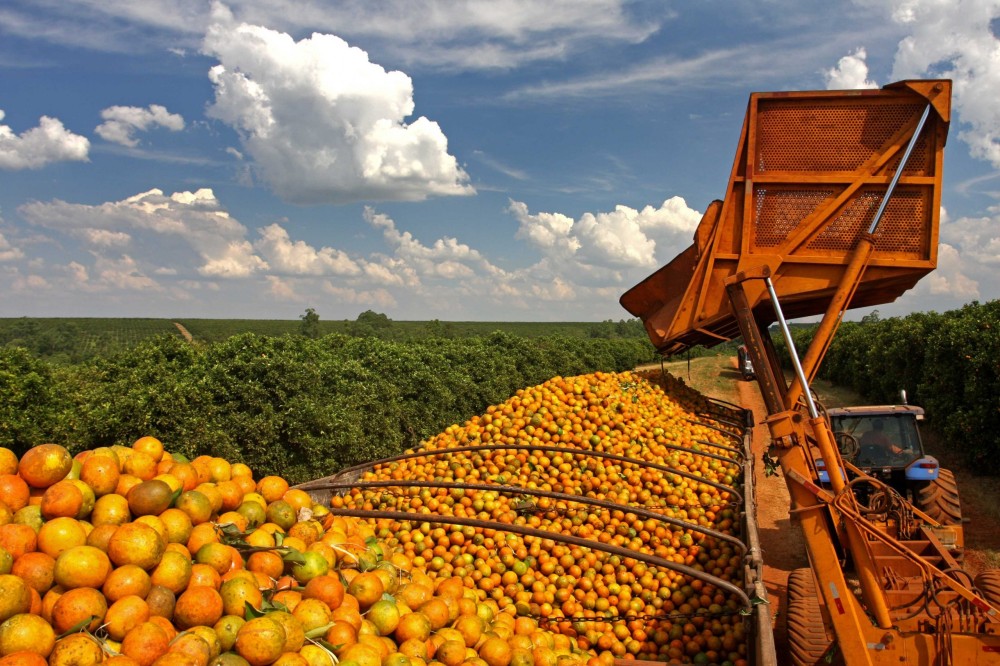 Brasil exporta mais de 1 milhão de toneladas de suco de laranja na safra 21/22