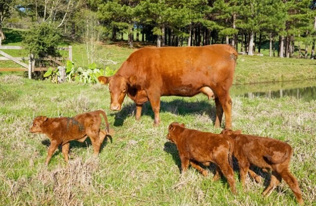 Em caso raro, vaca dá à luz trigêmeos no Brasil