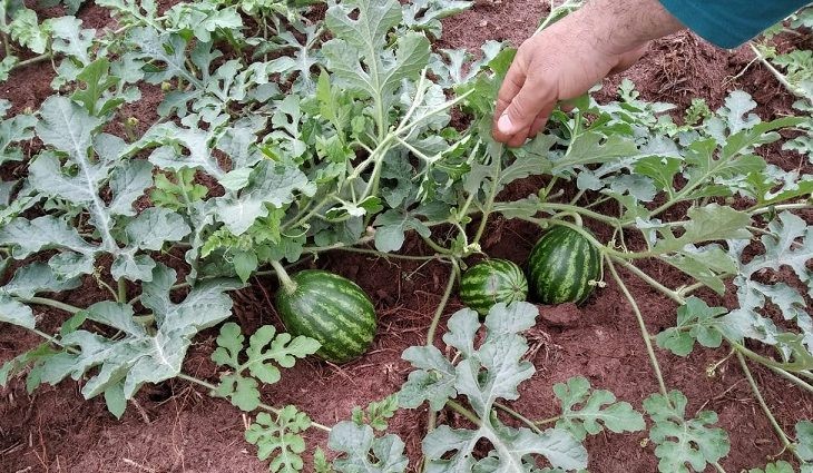 Modelo de produção de melancia de Eldorado vira modelo nacional