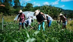 Agricultura familiar é responsável por 77% dos estabelecimentos rurais do Brasil