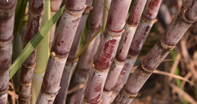 Cana: pesquisa identifica genes potencialmente responsáveis por resistência a pragas, frio e seca