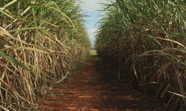 Ministério da Agricultura rateia nova cota para venda de açúcar aos EUA