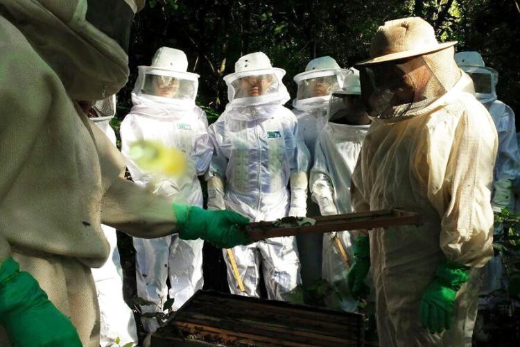 Com mercado de apicultura aquecido, Senar/MS oferece curso de produção de própolis