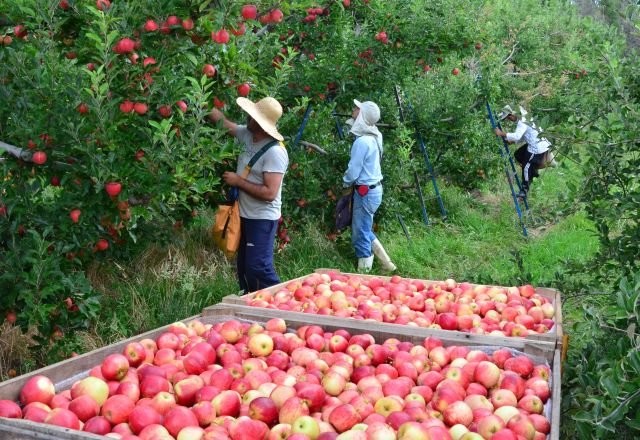 População empregada no agronegócio somou 19 milhões no 2º trimestre
