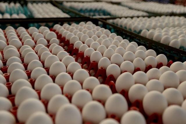 Receita de exportações de material genético cresce 14,4%