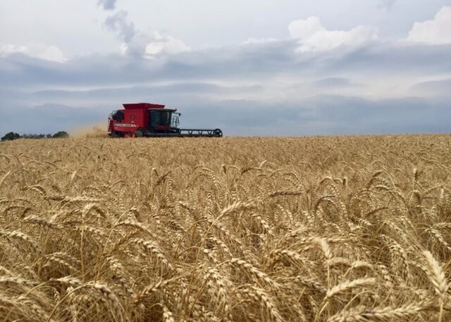 Brasil será autossuficiente em trigo em até 5 anos, diz presidente da Embrapa