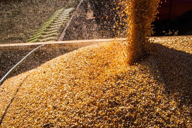Colheita da safrinha de milho atinge 94,2%, diz consultoria