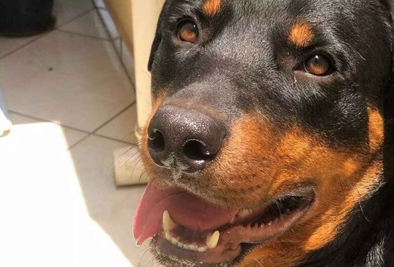 Policial alega ter sido atacado e mata Rottweiler a tiros