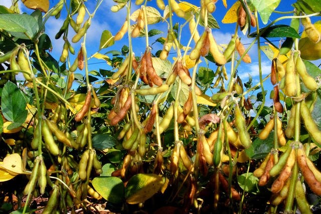 Agricultor aumenta produtividade da soja em 9,5% com práticas conservacionistas