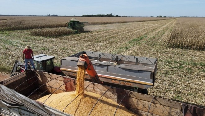 Colheita da safrinha de milho 2022 atinge 97,2% no Mato Grosso do Sul