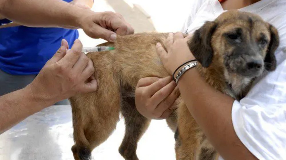 Vacinação antirrábica em cães e gatos acontece em 10 e 17 de setembro; confira os locais
