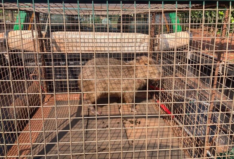 Capivara é capturada às margens da BR-163 para não ser atropelada