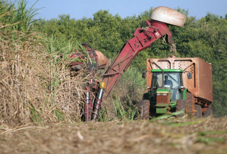 Moagem de cana na 2ª quinzena de agosto avança em 1,79% em relação à safra 2021/2022