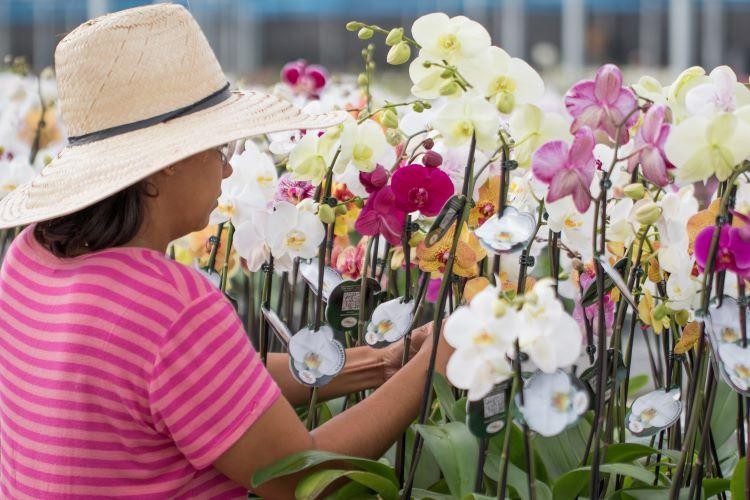 Mercado de Flores no Brasil atingiu R$10,9 bilhões em 2021