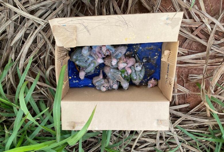 Traficantes de aves são presos e multados em R$ 160 mil