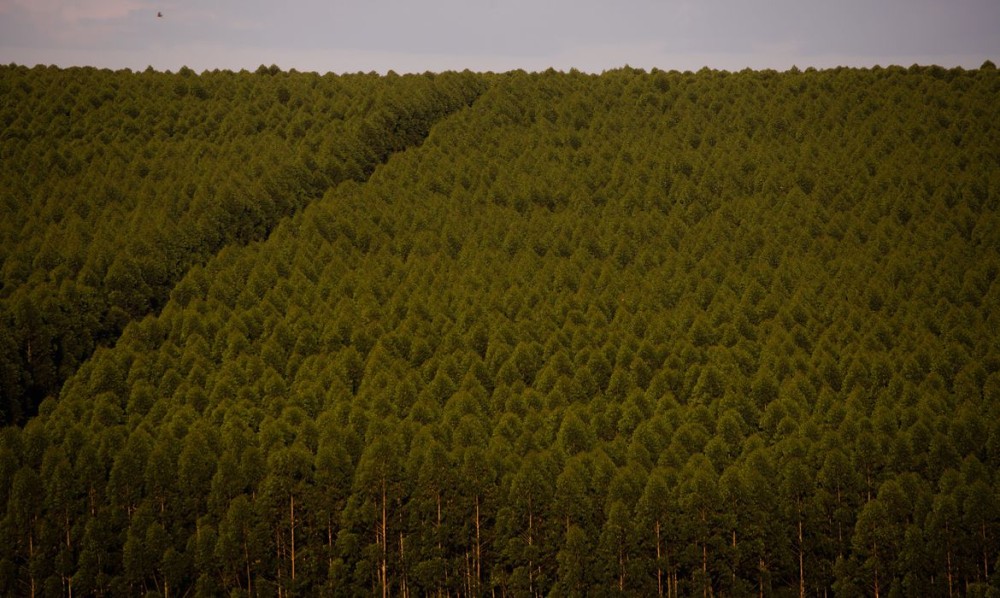 Florestas plantadas no Brasil ocuparam 9,5 milhões de hectares em 2021