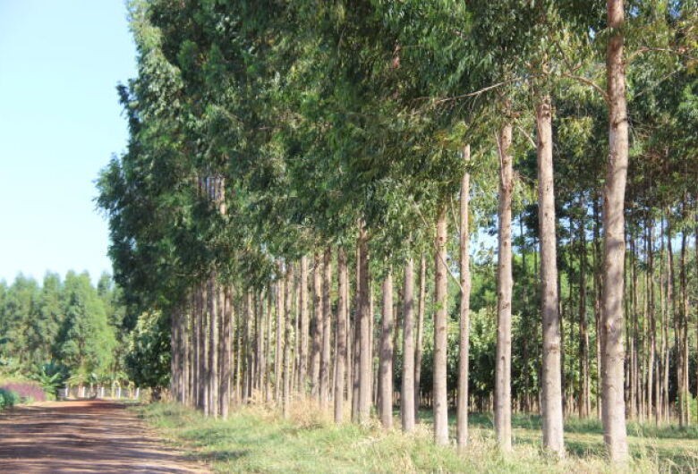 Produção da Extração Vegetal e da Silvicultura no MS atingiu R$ 50,9 milhões em 2021