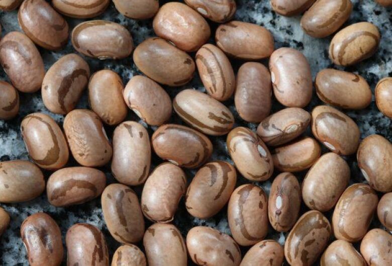 Brasil vai plantar a menor área de feijão das últimas 3 décadas