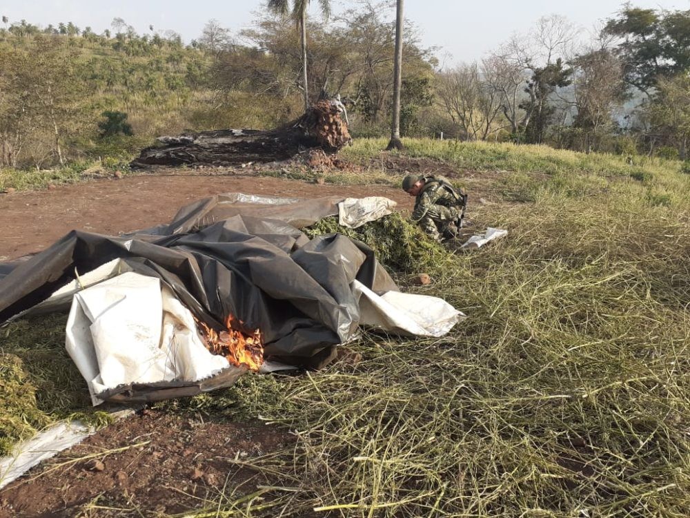 Na caça do EPP, SENAD destrói 93 toneladas de maconha no Paraguai
