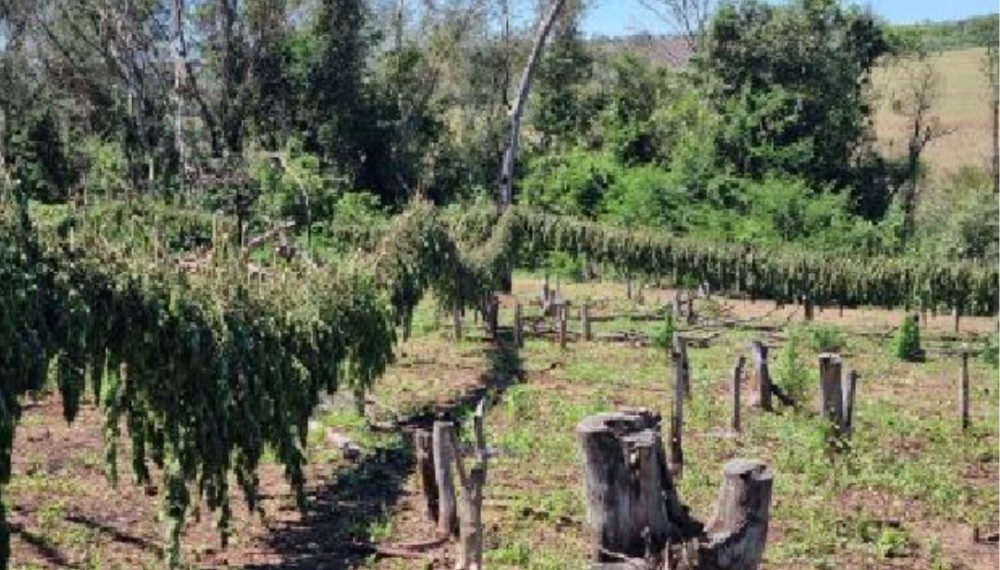 SENAD descobre centro de produção de maconha 