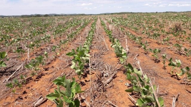 Brasil tem replantio de soja por excesso e falta de chuva
