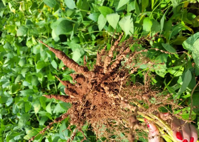 Soja: quando realizar a coleta para diagnose de nematoides?