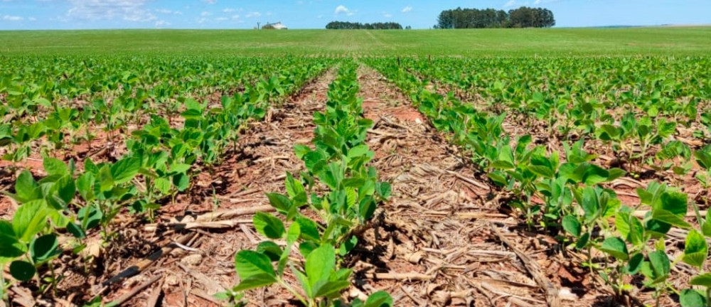 Semeadura da safra de soja 22/23, atingiu 1,7 milhão de hectares