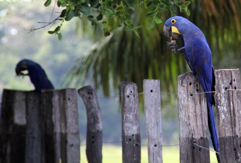 Governo repassa R$ 899 mil para proteção da arara-azul e do tamanduá-bandeira