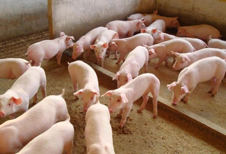 Suinocultura independente: Preços recuam nas principais regiões, mas movimento deve ser pontual