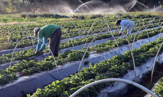 Agropecuária gera mais de 9 mil empregos formais em setembro